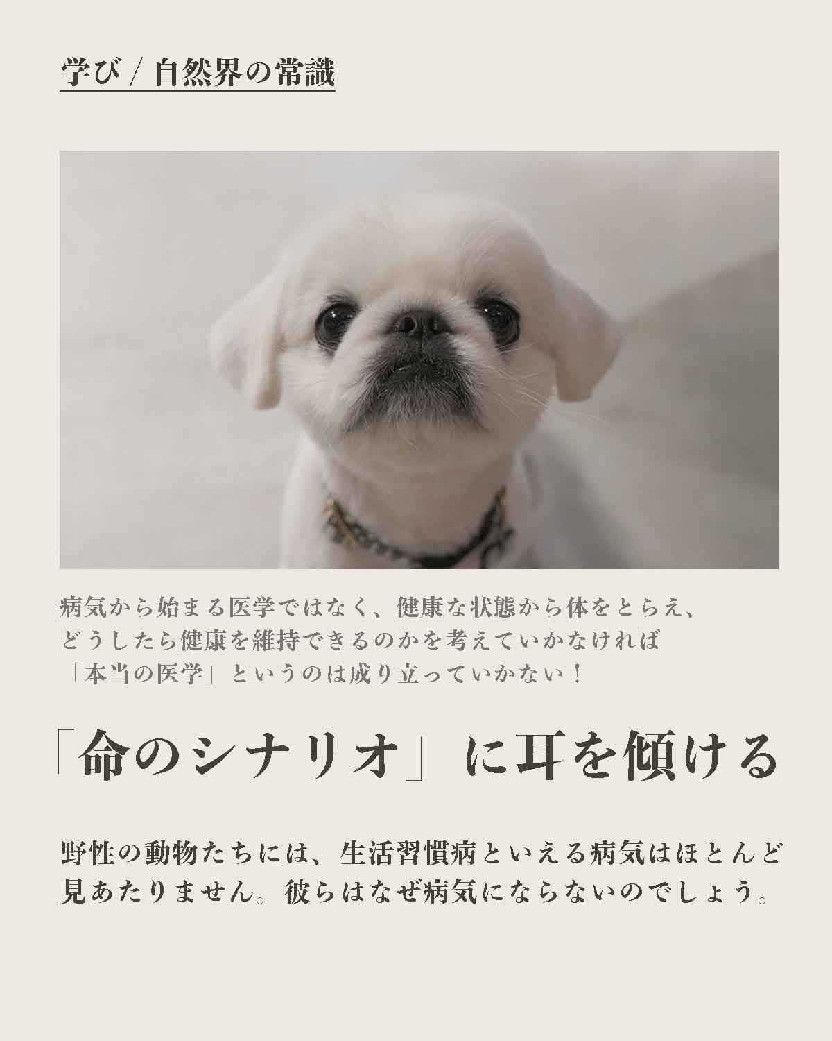 犬の手作りフード 生食 発酵野草入りローフードウルス