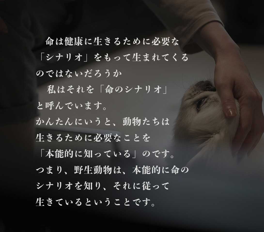 発酵野草ドッグフードウルス